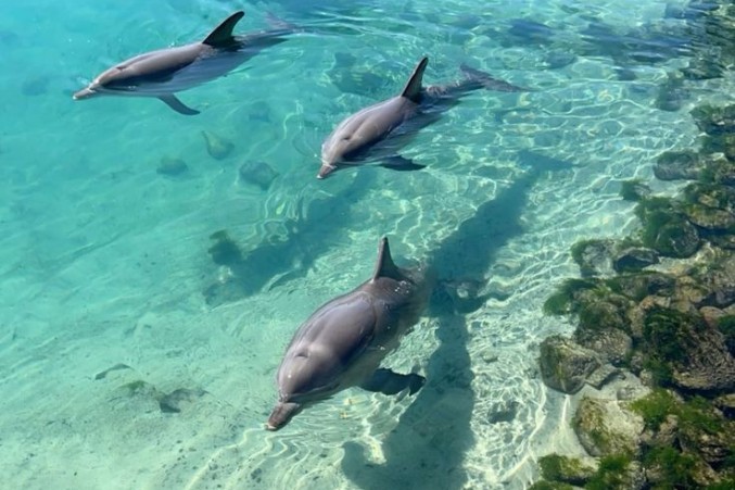 Wild dolphins off the bow